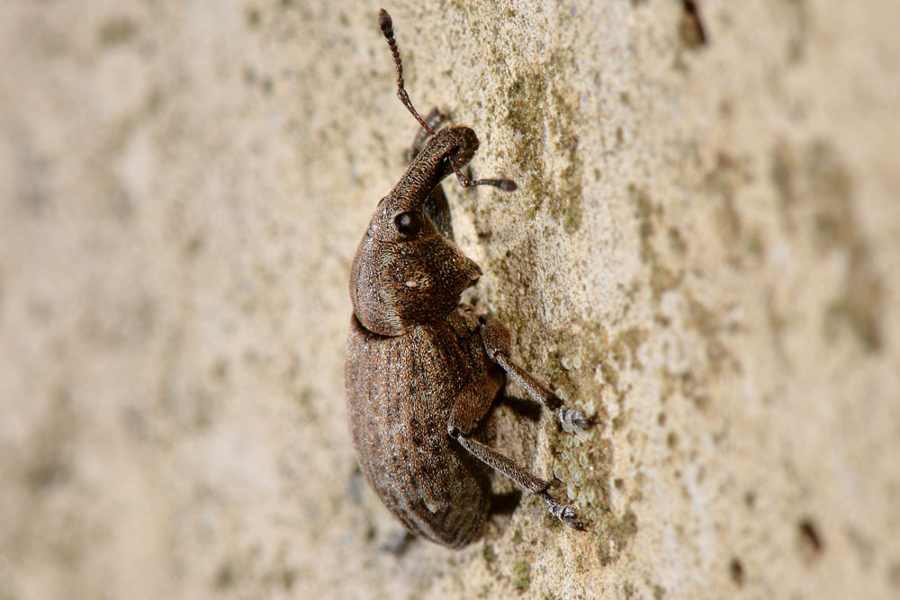 Curculionidae:  Lepyrus capucinus